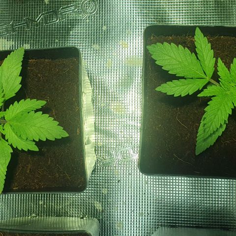 White Widow growlog timeline photo