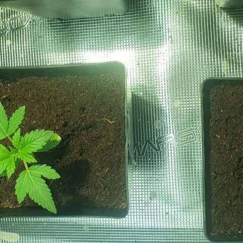 White Widow growlog timeline photo