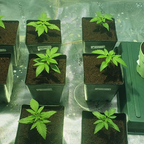White Widow growlog timeline photo