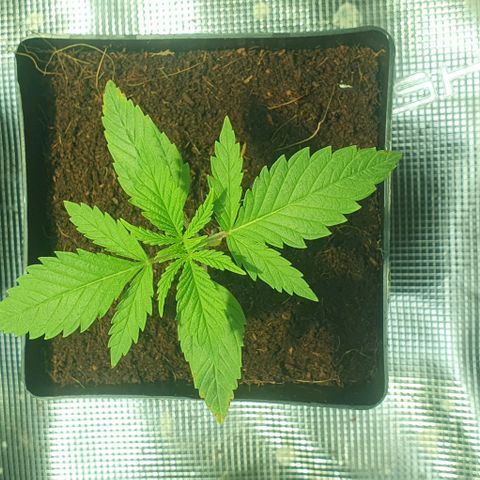 White Widow growlog timeline photo