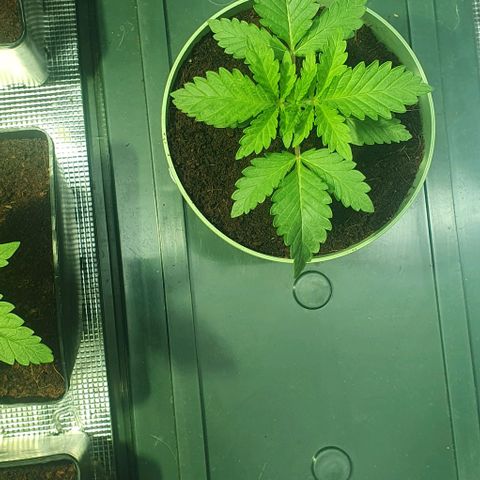 White Widow growlog timeline photo