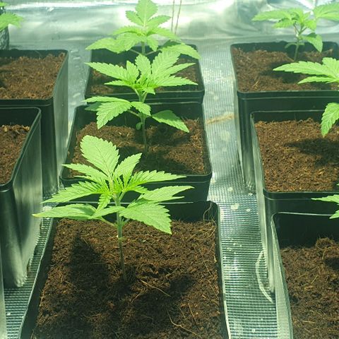 White Widow growlog timeline photo