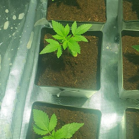 White Widow growlog timeline photo