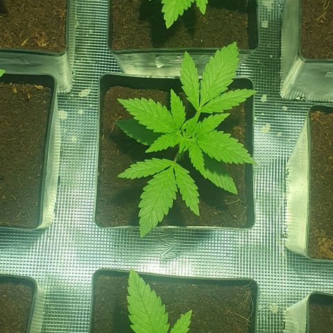 White Widow growlog timeline photo