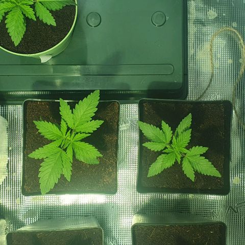 White Widow growlog timeline photo