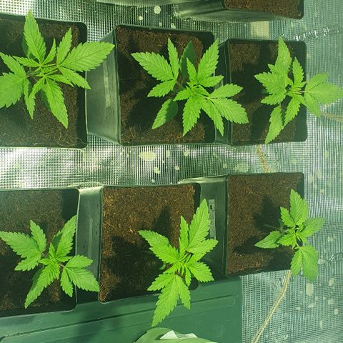 White Widow growlog timeline photo