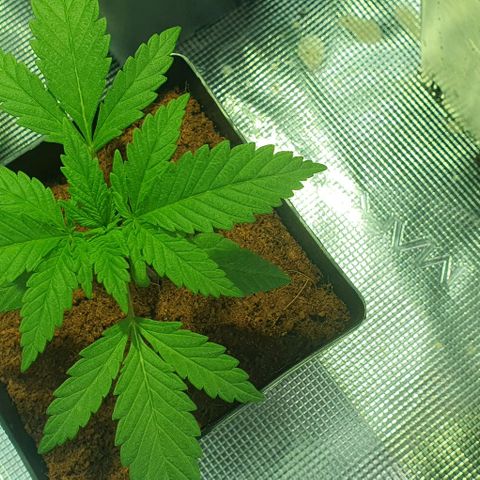 White Widow growlog timeline photo