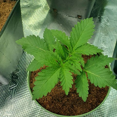 White Widow growlog timeline photo