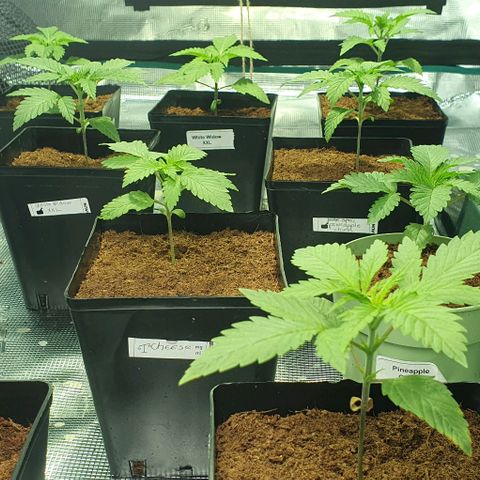 White Widow growlog timeline photo