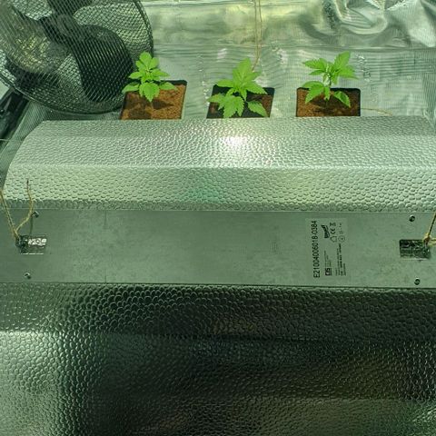 White Widow growlog timeline photo