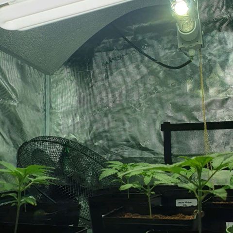 White Widow growlog timeline photo