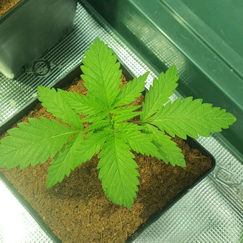 White Widow growlog timeline photo