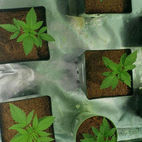 White Widow growlog timeline photo
