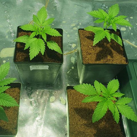White Widow growlog timeline photo