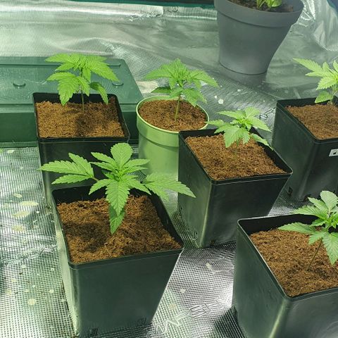 White Widow growlog timeline photo