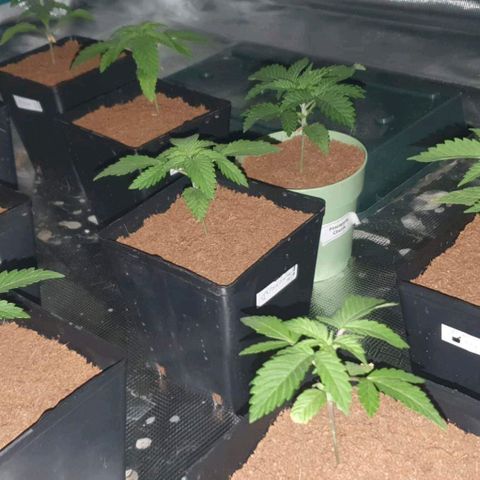 White Widow growlog timeline photo