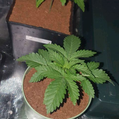 White Widow growlog timeline photo