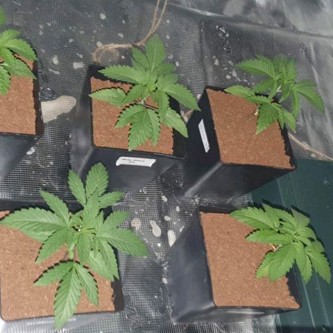 White Widow growlog timeline photo