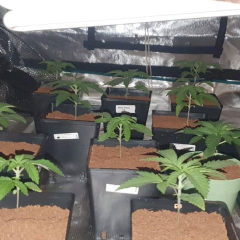 White Widow growlog timeline photo
