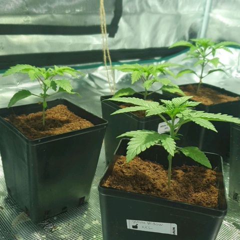 White Widow growlog timeline photo