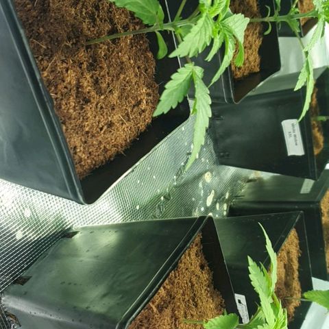 White Widow growlog timeline photo