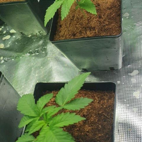 White Widow growlog timeline photo