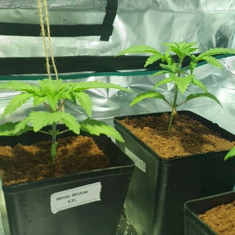 White Widow growlog timeline photo