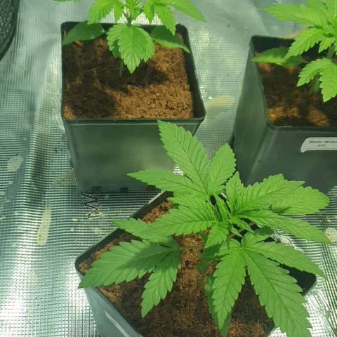 White Widow growlog timeline photo