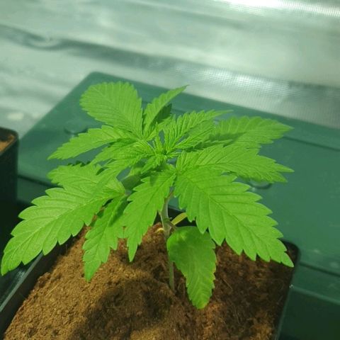 White Widow growlog timeline photo