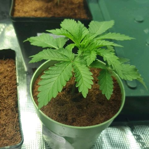 White Widow growlog timeline photo