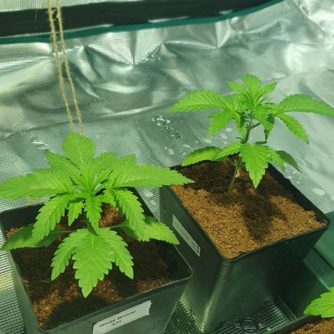 White Widow growlog timeline photo