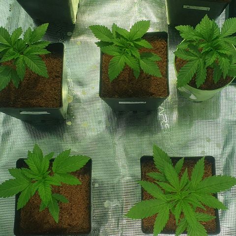 White Widow growlog timeline photo