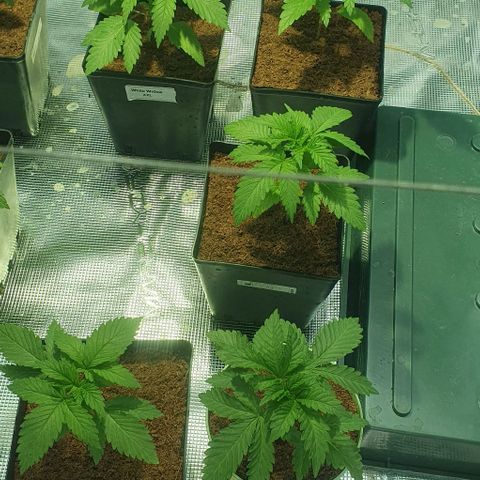 White Widow growlog timeline photo