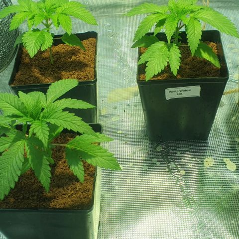 White Widow growlog timeline photo