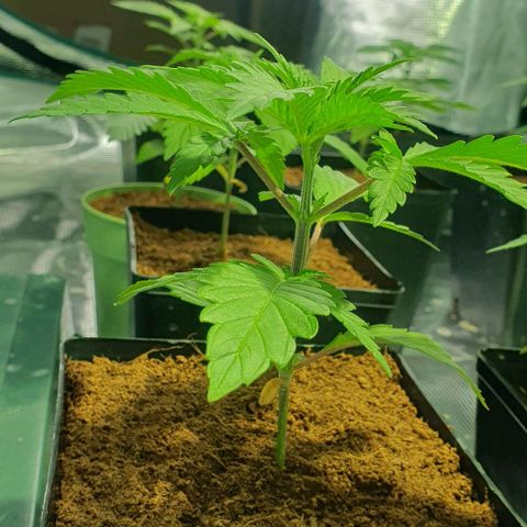 White Widow growlog timeline photo