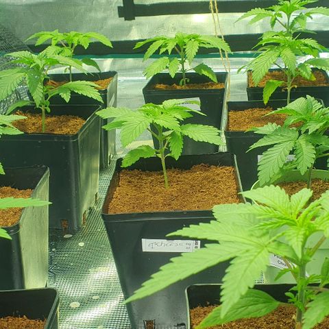 White Widow growlog timeline photo