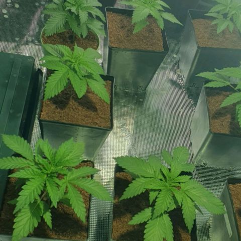 White Widow growlog timeline photo