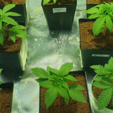 White Widow growlog timeline photo