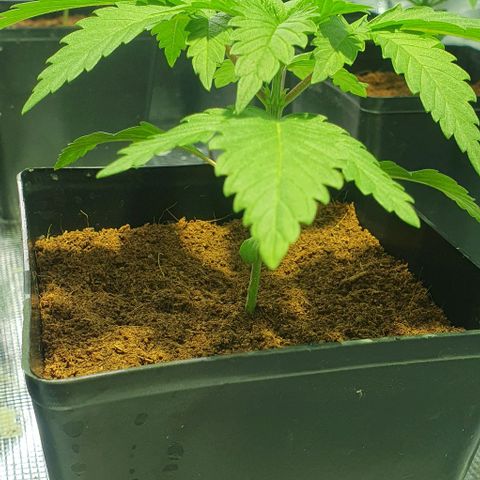 White Widow growlog timeline photo