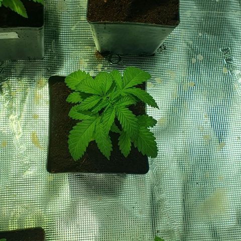 White Widow growlog timeline photo