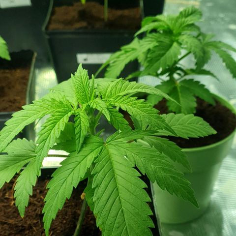 White Widow growlog timeline photo