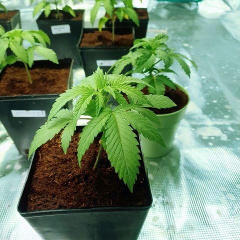 White Widow growlog timeline photo