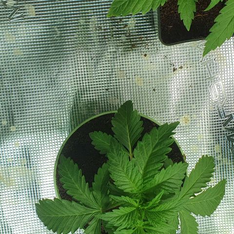 White Widow growlog timeline photo