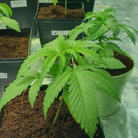 White Widow growlog timeline photo