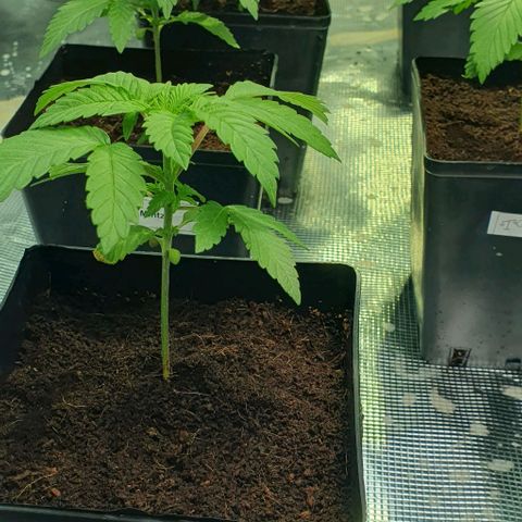 White Widow growlog timeline photo