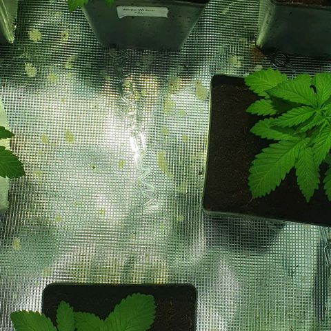 White Widow growlog timeline photo