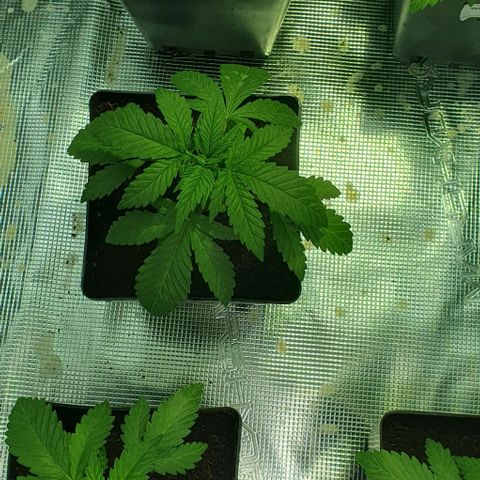 White Widow growlog timeline photo