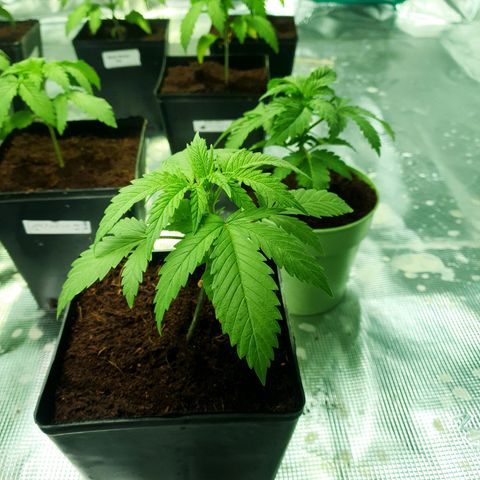 White Widow growlog timeline photo