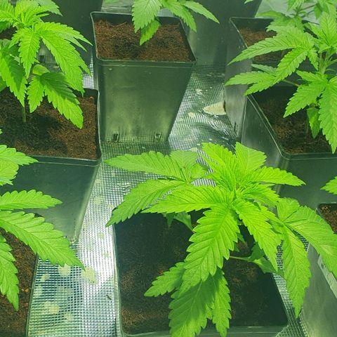 White Widow growlog timeline photo