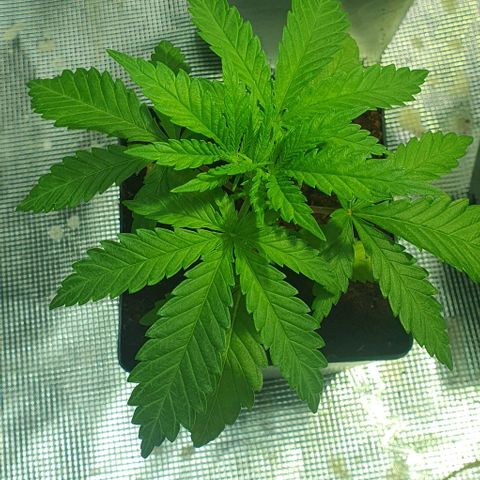 White Widow growlog timeline photo